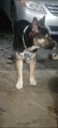 Found/Stray Male Dog last seen Near 150th Place South West, Edmonds, WA 98026
