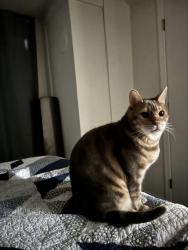 Lost Male Cat last seen Near W 13th Ave, Spokane, WA 99224