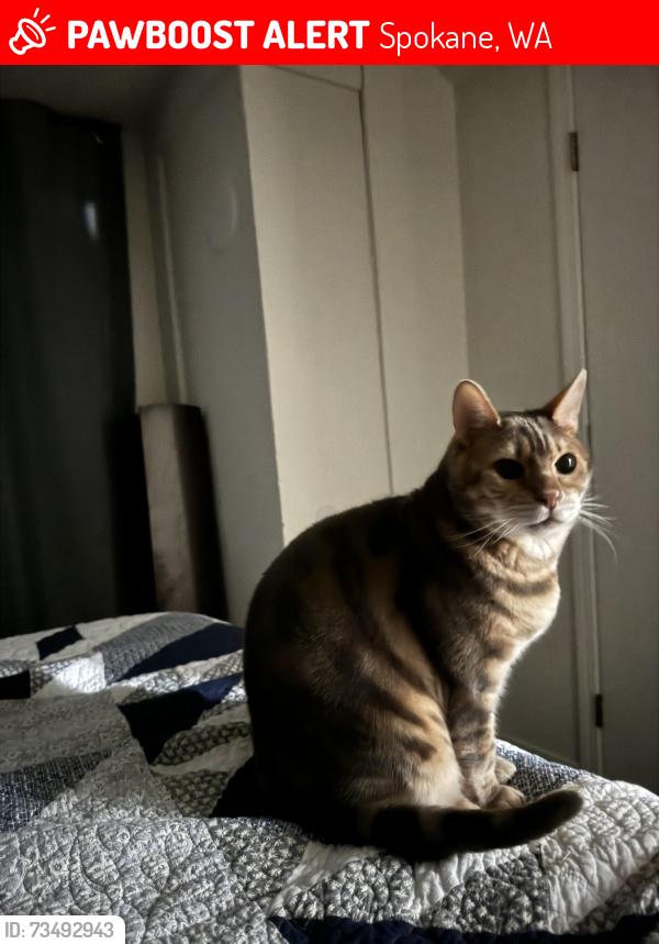 Lost Male Cat last seen Near W 13th Ave, Spokane, WA 99224