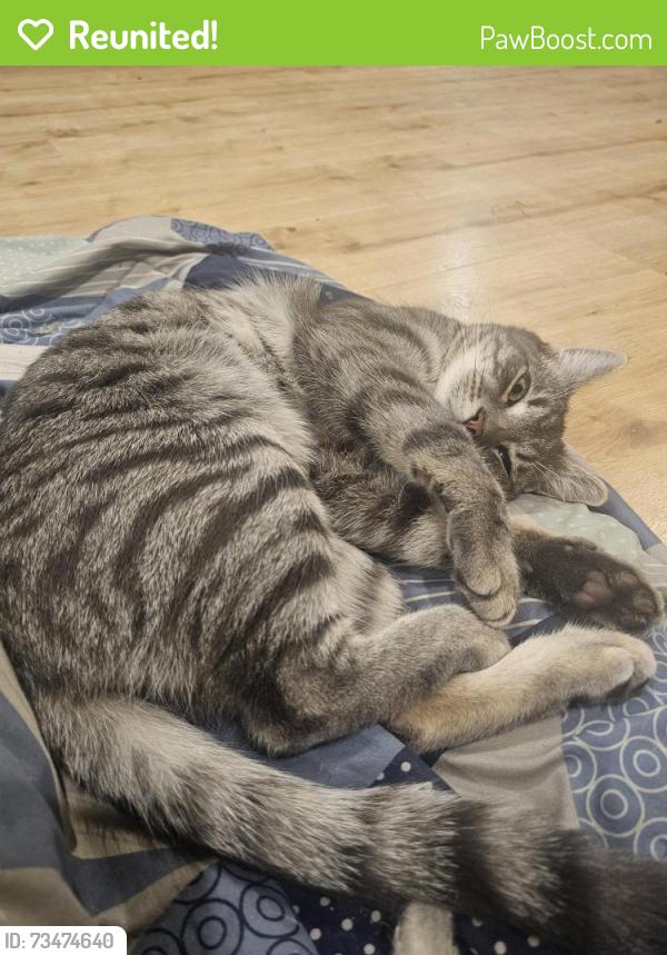 Reunited Male Cat last seen Near Paterson Street, Camden South, Camden South, NSW 2570