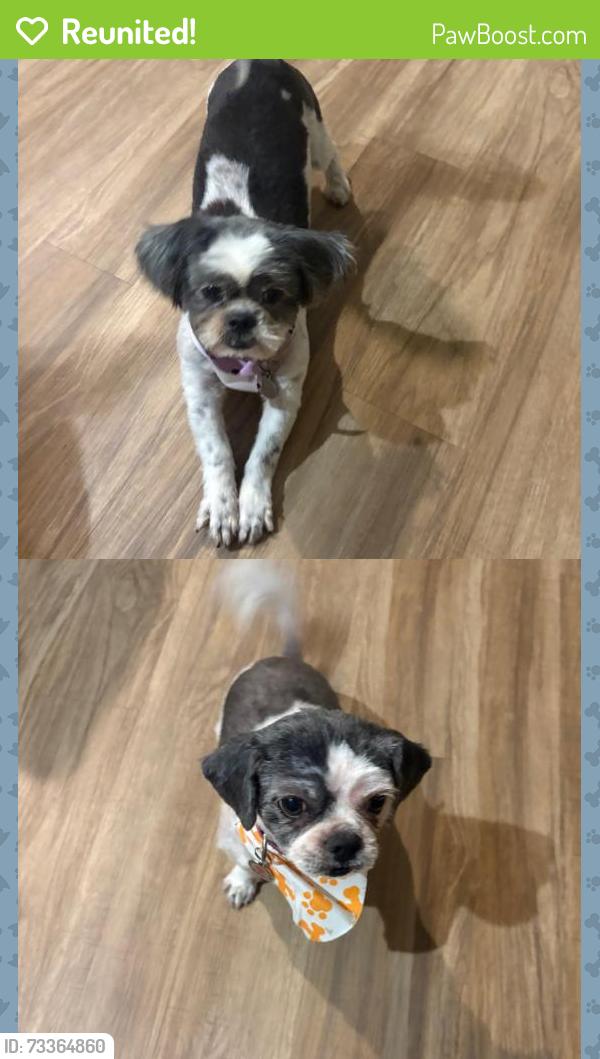 Reunited Female Dog last seen Doral pointe, Osceola County, FL 34758