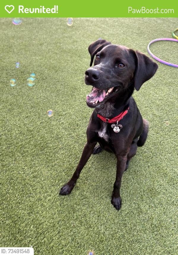 Reunited Male Dog last seen Pleasant Ridge Road and Pleasant Top Road in Arlington, Arlington, TN 38002