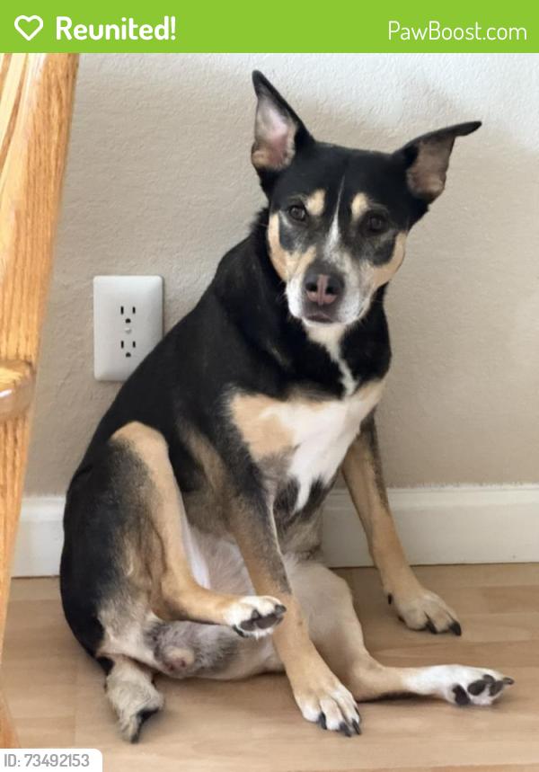 Reunited Female Dog last seen Just north of Coyote Creek Parkway - Anderson Visitor Center, where Malaguerra Ave turns to dirt, Morgan Hill, CA 95037