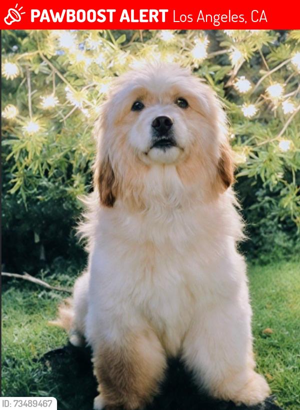 Lost Male Dog last seen Santa Monica Blvd and Seward, Los Angeles, CA 90038