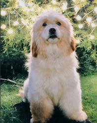 Lost Male Dog last seen Santa Monica Blvd and Seward, Los Angeles, CA 90038
