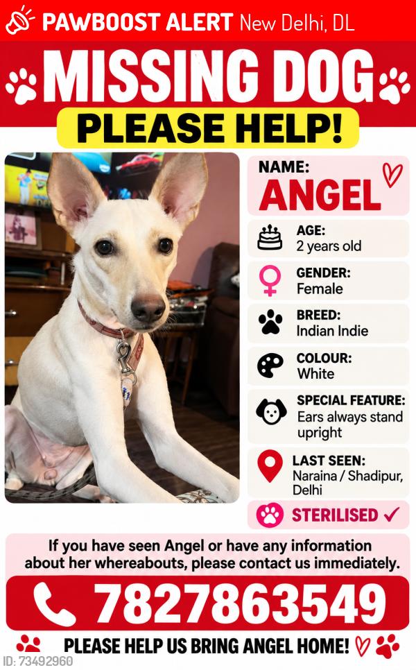 Lost Female Dog last seen Shadipur, New Delhi, DL 