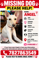 Lost Female Dog last seen Shadipur, New Delhi, DL 