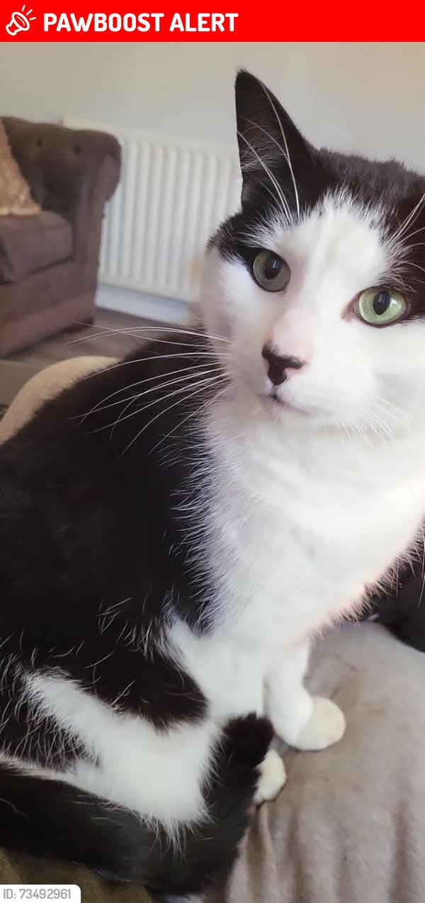Lost Male Cat last seen Hadley road, Merseyside, England L32 8TB