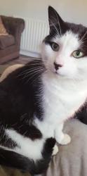 Lost Male Cat last seen Hadley road, Merseyside, England L32 8TB
