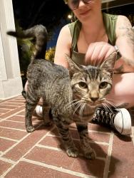 Found/Stray Female Cat last seen Pine Arbor Way, Cypress, TX 77433