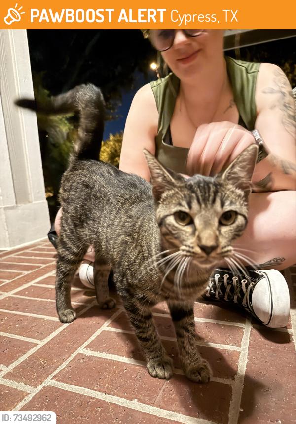 Found/Stray Female Cat last seen Pine Arbor Way, Cypress, TX 77433