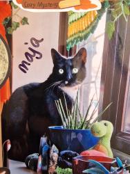Reunited Female Cat last seen Buildings, hses, post box, Greater London, England RM12 5EH