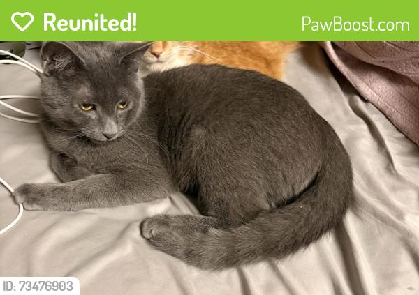 Reunited Male Cat last seen Redfield rd and Todd rd, Bel Air, MD 21014