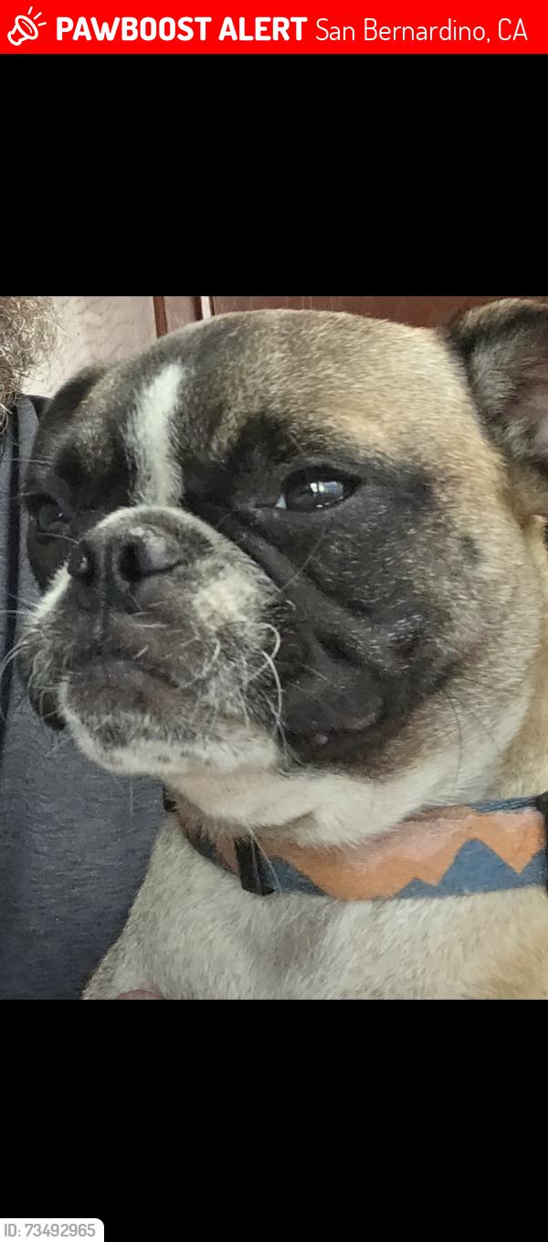Lost Female Dog last seen Palm and kendall, San Bernardino, CA 92407