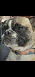 Lost Female Dog last seen Palm and kendall, San Bernardino, CA 92407