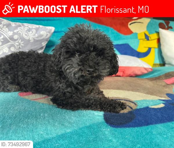 Lost Female Dog last seen Ardmore Dr, Florissant, MO 63033