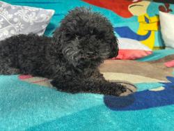 Lost Female Dog last seen Ardmore Dr, Florissant, MO 63033