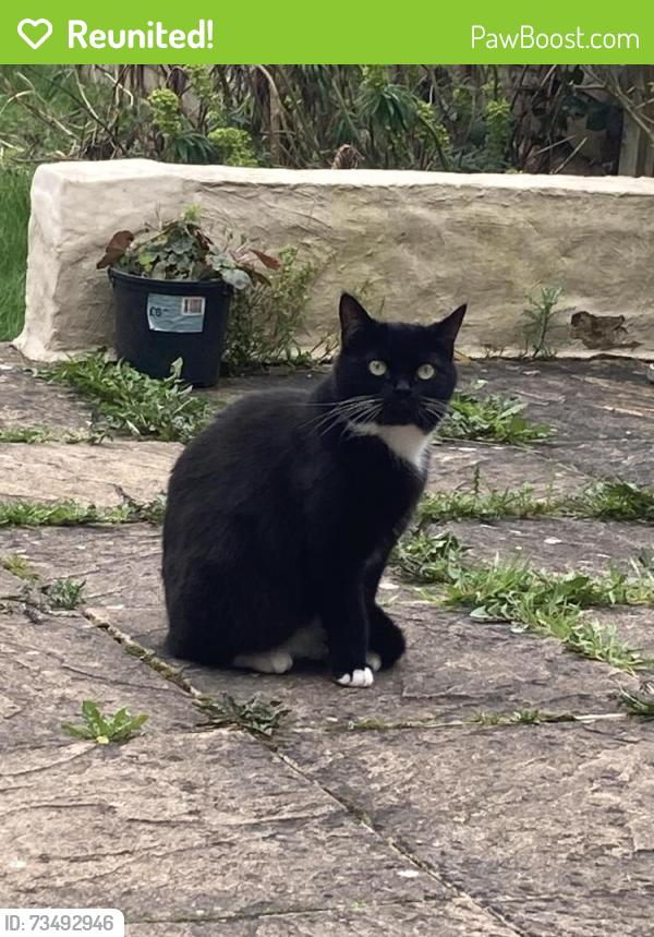Reunited Female Cat last seen Gardenia Avenue, Luton, England 