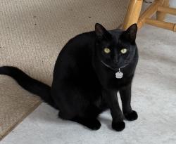 Reunited Female Cat last seen Anjni Circle, Corvallis, OR 97330