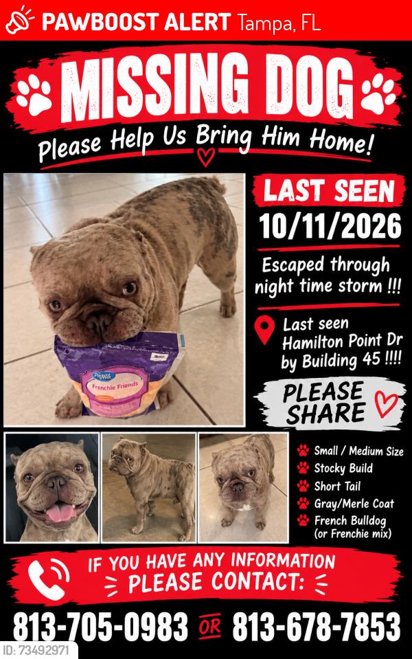 Lost Male Dog last seen Himes and broad, Tampa, FL 33614
