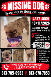 Lost Male Dog last seen Himes and broad, Tampa, FL 33614