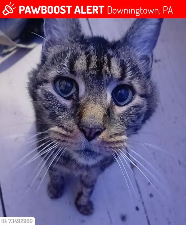 Lost Male Cat last seen East Ward Elementary School, Downingtown, PA 19335