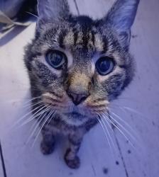 Lost Male Cat last seen East Ward Elementary School, Downingtown, PA 19335