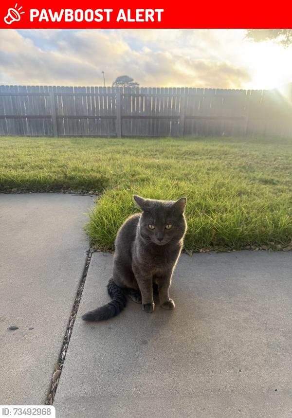 Lost Male Cat last seen Ventana Court, Vandenberg Space Force Base, CA 93437