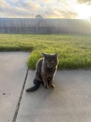 Lost Male Cat last seen Ventana Court, Vandenberg Space Force Base, CA 93437