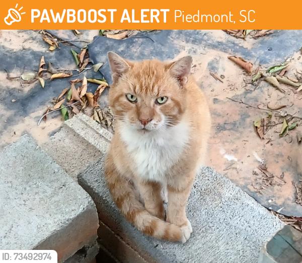 Found/Stray Male Cat last seen Old Pelzer Rd, Piedmont, Piedmont, SC 29673