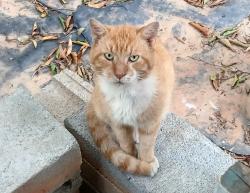 Found/Stray Male Cat last seen Old Pelzer Rd, Piedmont, Piedmont, SC 29673