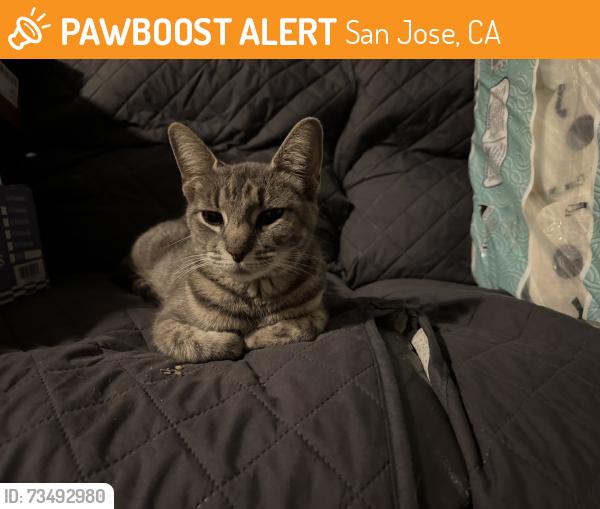 Found/Stray Male Cat last seen Vieria Park, San Jose, CA 95136