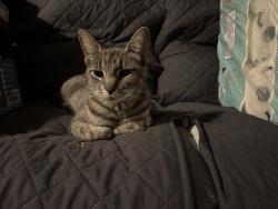 Found/Stray Male Cat last seen Vieria Park, San Jose, CA 95136