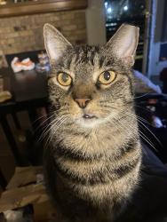 Lost Female Cat last seen Near movie tavern, Carmax, hulen mall, Chisholm ranch apt, Fort Worth, TX 76132