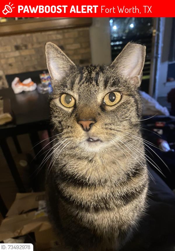 Lost Female Cat last seen Near movie tavern, Carmax, hulen mall, Chisholm ranch apt, Fort Worth, TX 76132