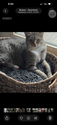 Lost Female Cat last seen SE 16th St and 146th St SE, Bellevue, WA 98007