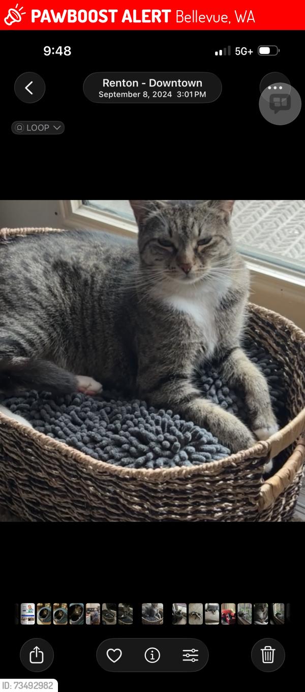 Lost Female Cat last seen SE 16th St and 146th St SE, Bellevue, WA 98007