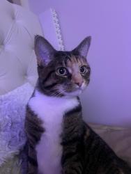 Reunited Female Cat last seen North Oakland Avenue, Milwaukee, WI 53211