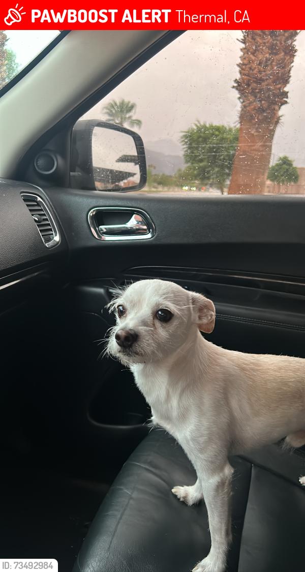 Lost Male Dog last seen Near Harrison st thermal ca 92274, Thermal, CA 92274