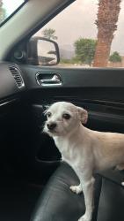 Lost Male Dog last seen Near Harrison st thermal ca 92274, Thermal, CA 92274