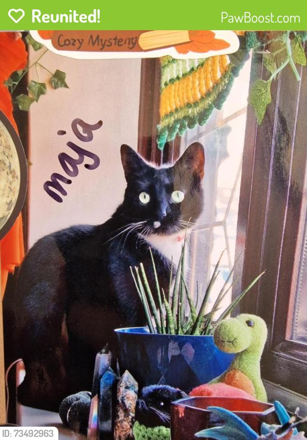 Reunited Female Cat last seen Buildings, hses, post box, Greater London, England RM12 5EH