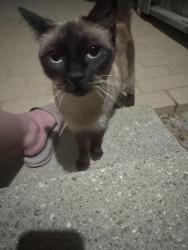Reunited Unknown Cat last seen Dominguez Canal/Path, Gardena, CA 90249