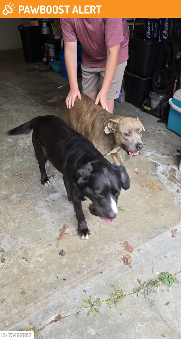 Found/Stray Female Dog last seen Tiny Ridge and Highway O, Calvey Township, MO 63069