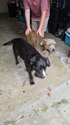 Found/Stray Female Dog last seen Tiny Ridge and Highway O, Calvey Township, MO 63069