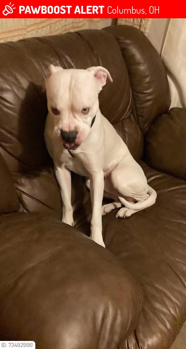 Lost Male Dog last seen Palmetto, Columbus, OH 43204
