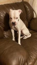Lost Male Dog last seen Palmetto, Columbus, OH 43204