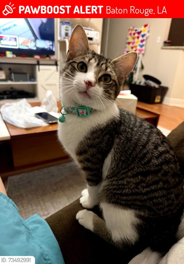 Lost Male Cat last seen Mesbury/tiger bend, Baton Rouge, LA 70817