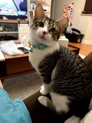 Lost Male Cat last seen Mesbury/tiger bend, Baton Rouge, LA 70817