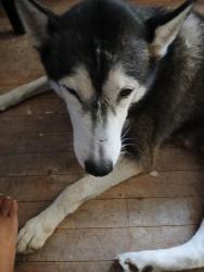 Reunited Female Dog last seen Wisconsin/Huggins, Baytown, TX 77520