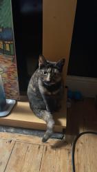 Reunited Female Cat last seen Alleyway behind Wilton Road, Chorlton-cum-Hardy, England M21 9DW